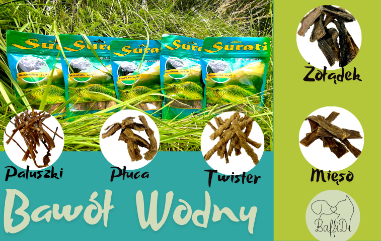 Bawół Wodny B2B