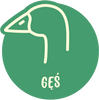 Gęś